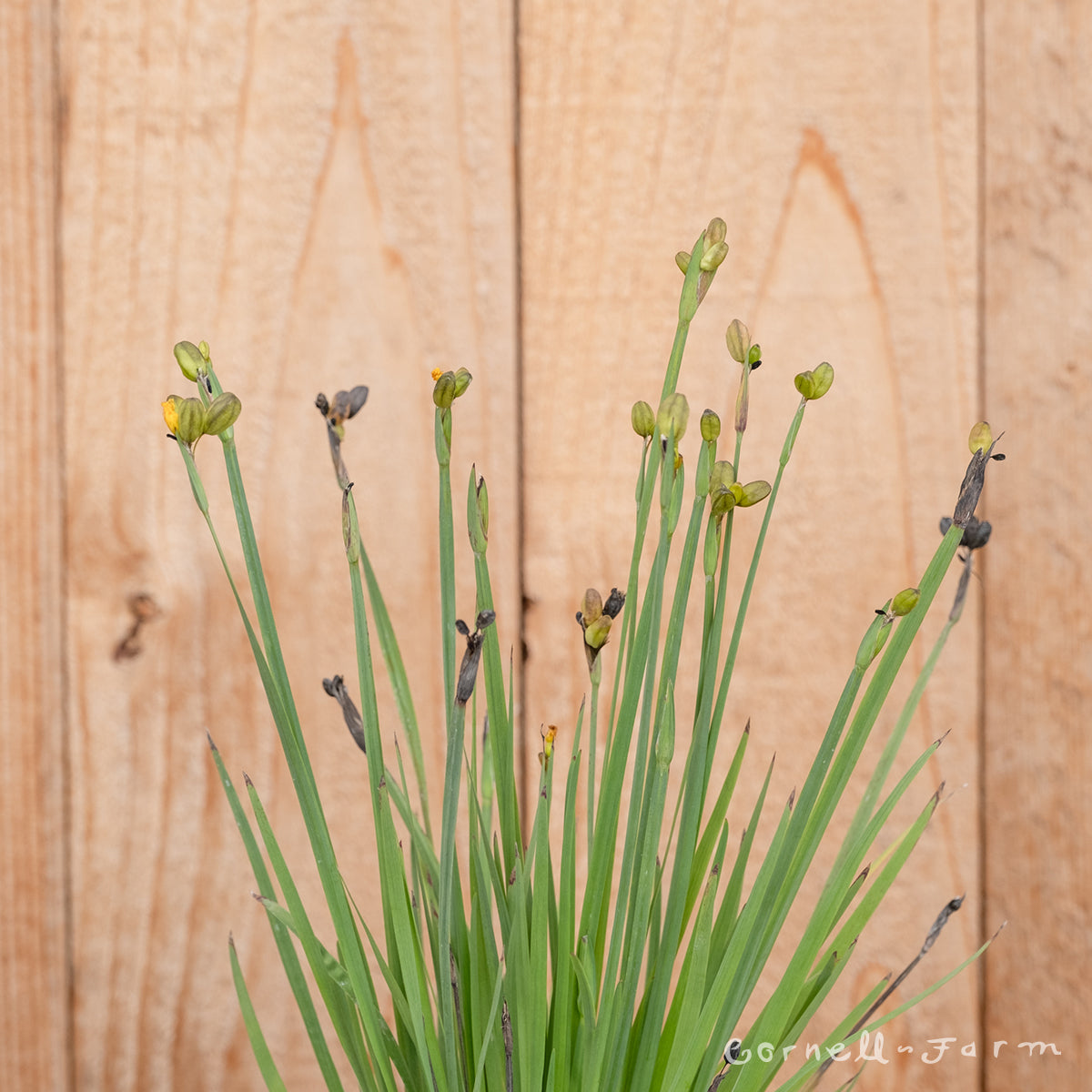 Sisyrinchium californicum Qrt Yellow Eyed Grass