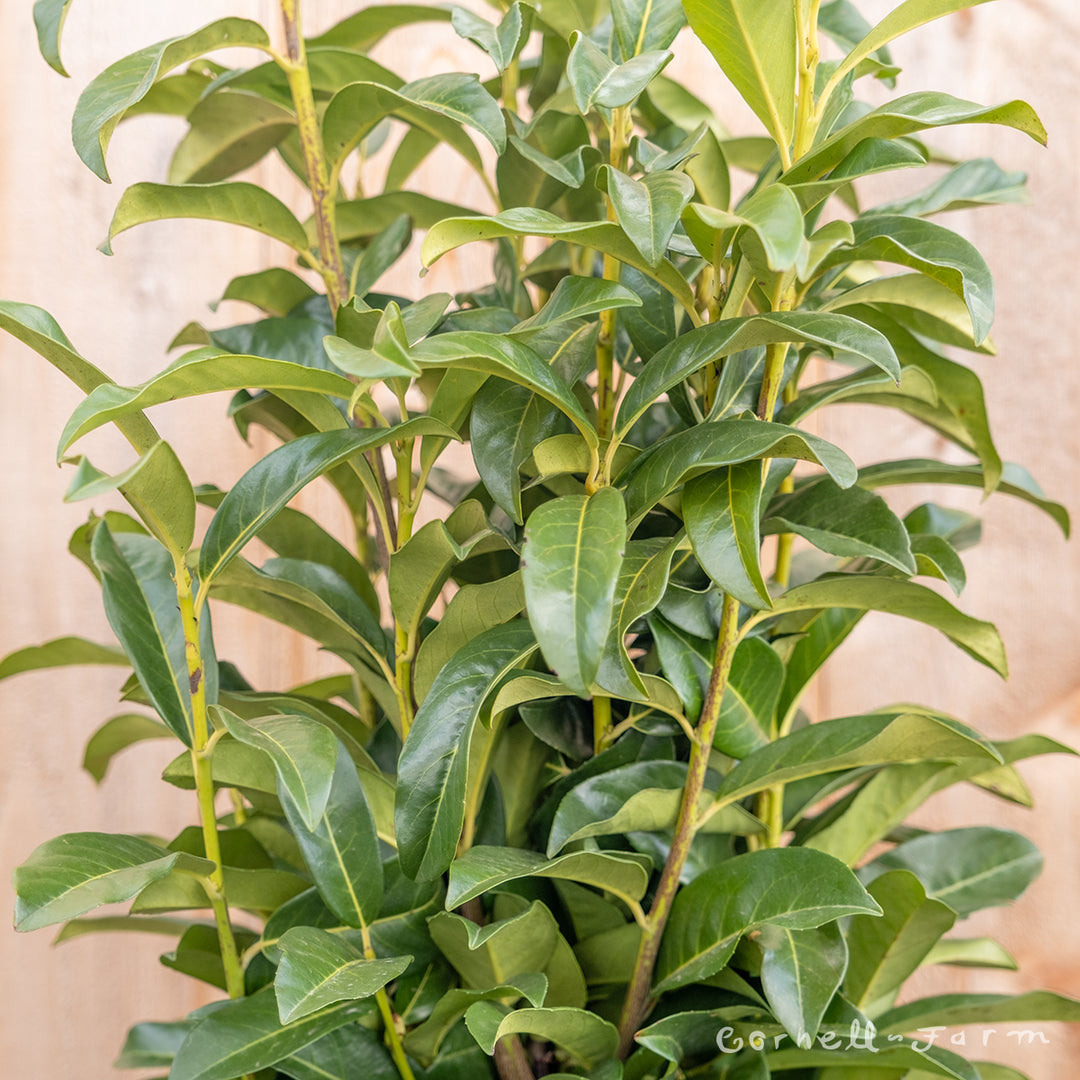 Prunus l. Skinny Skip 6gal 36-42in English Laurel – Cornell Farm Prunus l. Skinny Skip 6gal 36-42in English Laurel – Cornell Farm