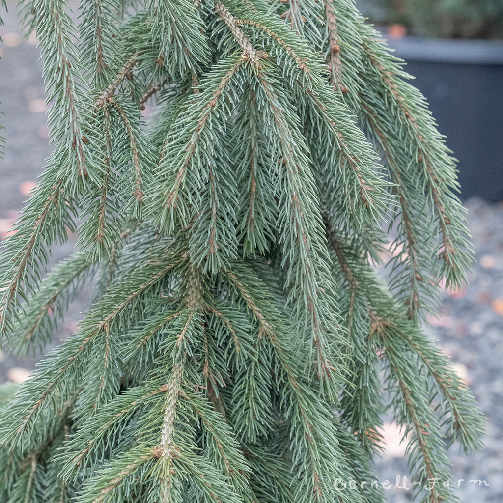 Cornell Farm Picea glauca Pendula Weeping White Spruce