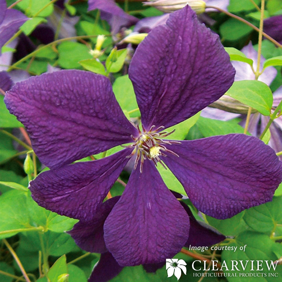 Clematis Negritjanka 1gal dark purple