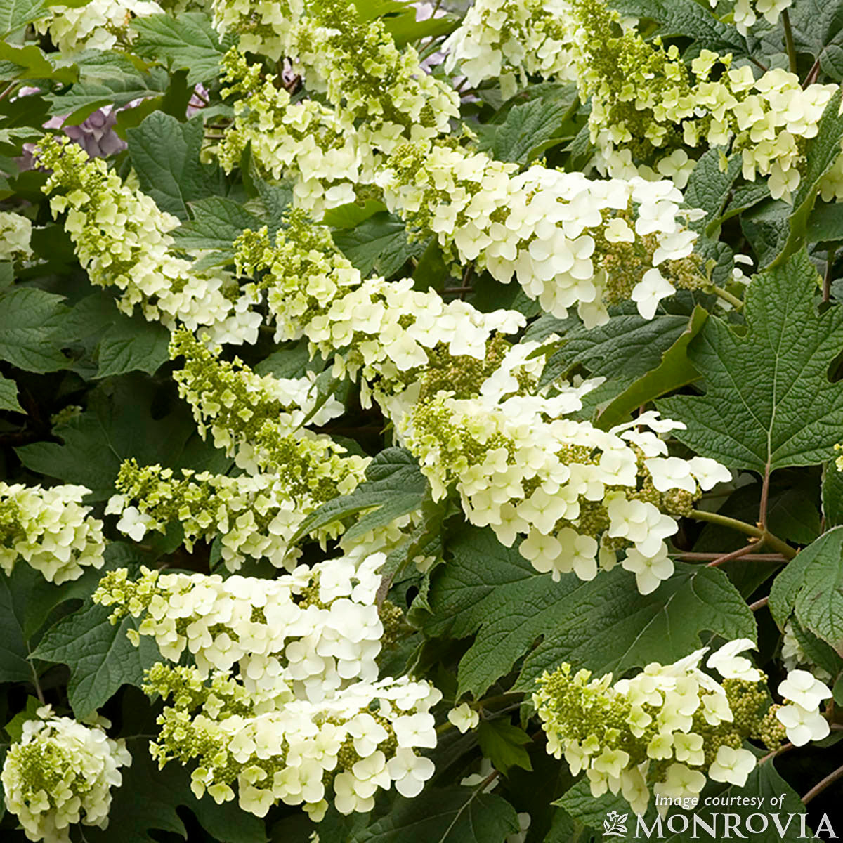 Hydrangea q. Snow Queen 6gal Oakleaf Hydrangea