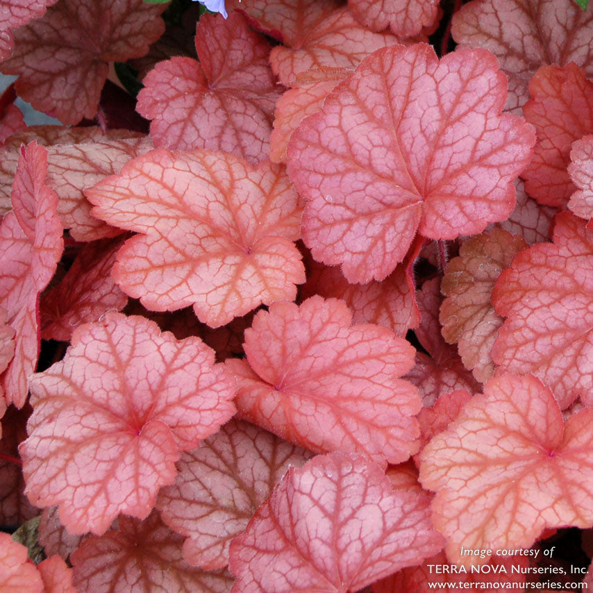 Heuchera Georgia Peach Qrt.