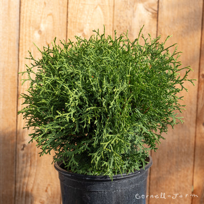 Thuja o. Minima 2gal