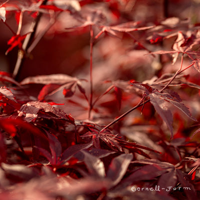 Acer p. Bloodgood 15gal Japanese Maple