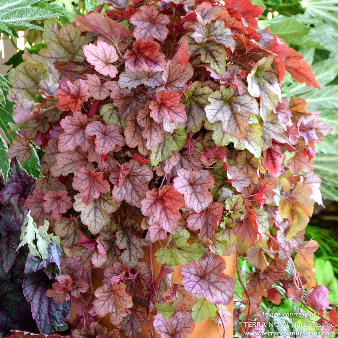 Heucherella Copper Cascade Qrt. CF