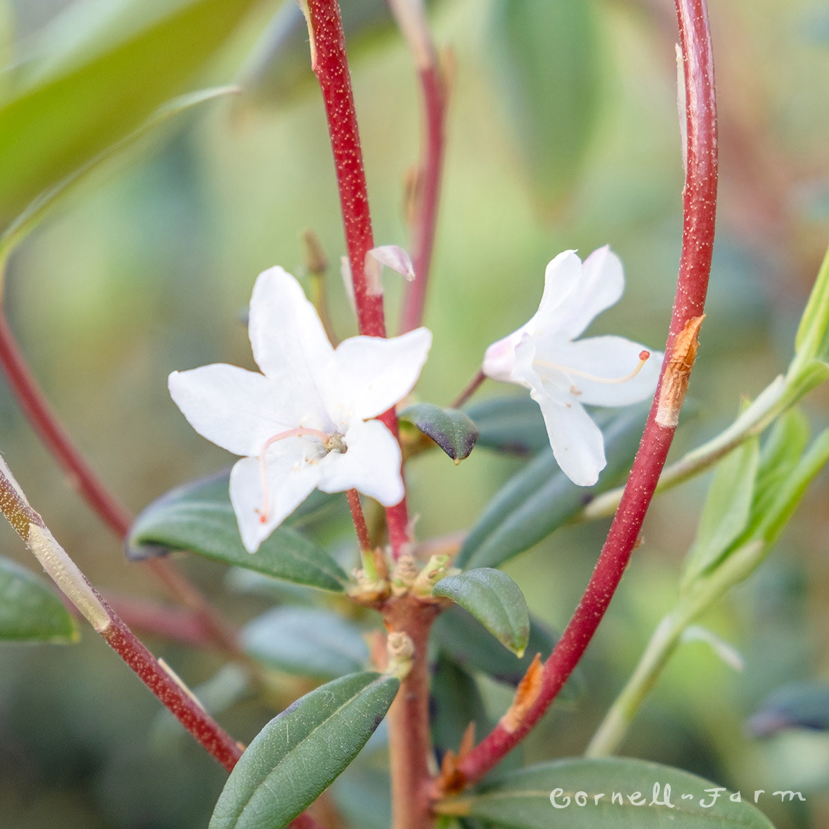 Rhododendron Sugar Puff 2gal