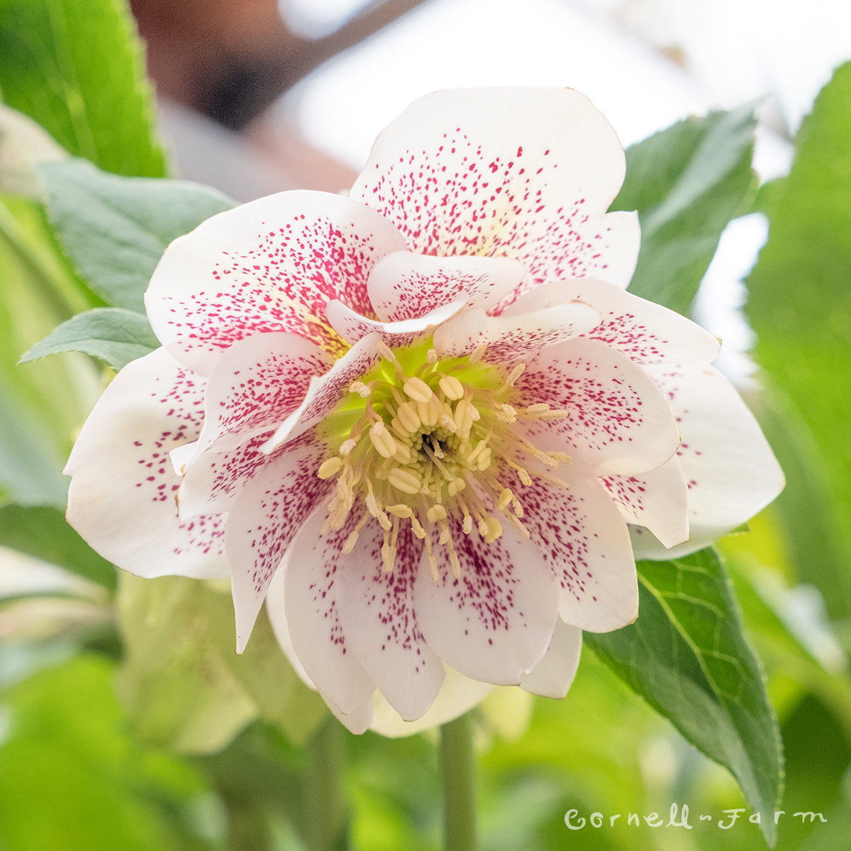 Helleborus Shotgun Wedding Qrt Wedding Party