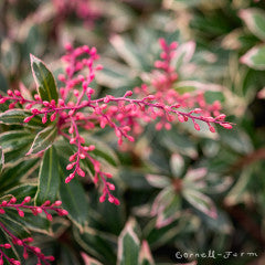 Pieris j. Little Heath 6gal