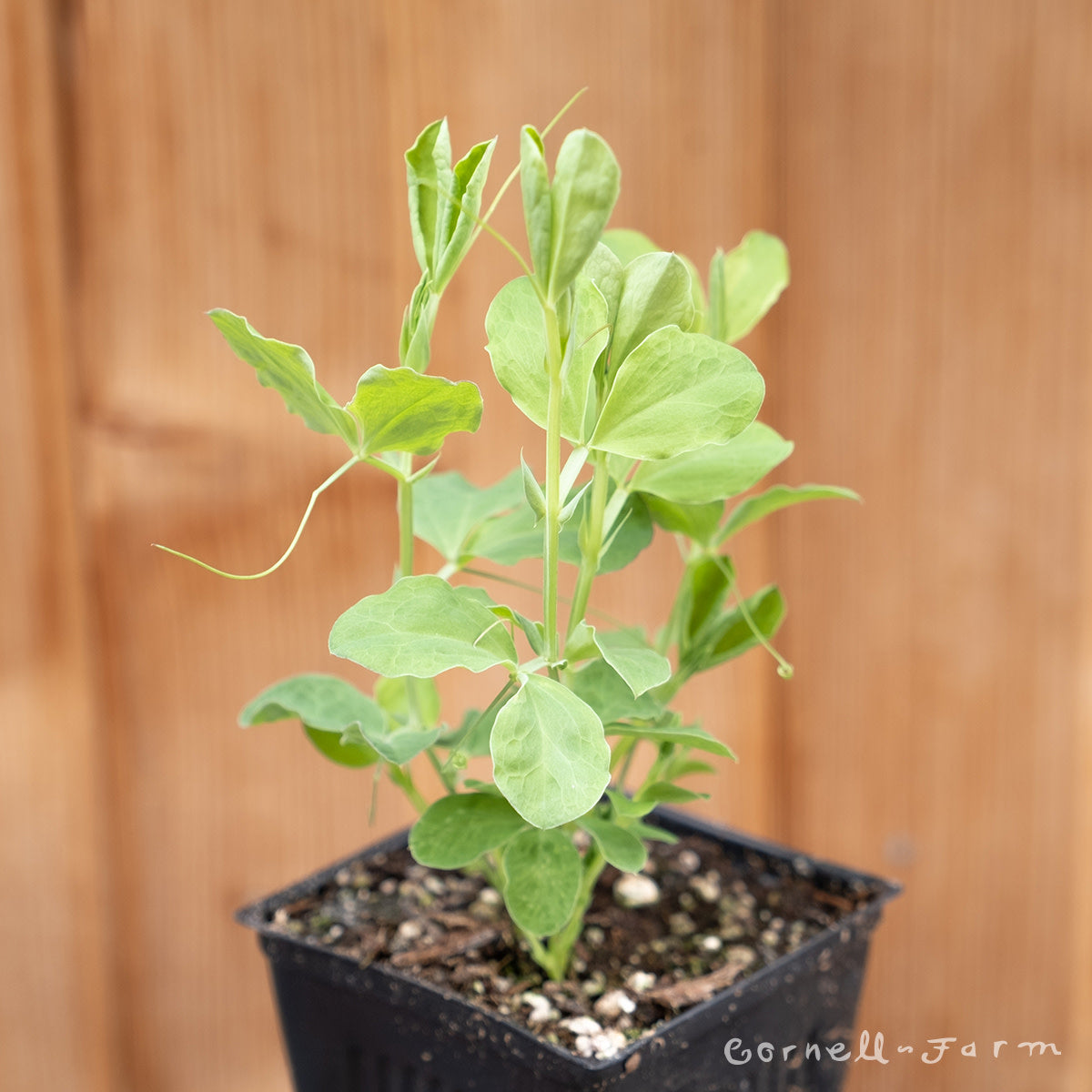 Sweet Peas Assorted 4in