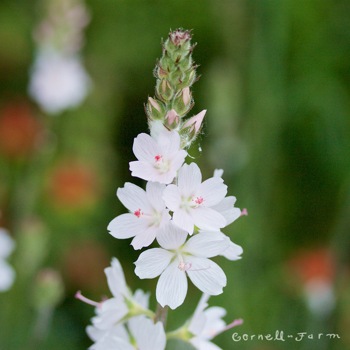 Sidalcea campestris 4in Meadow checkermallow