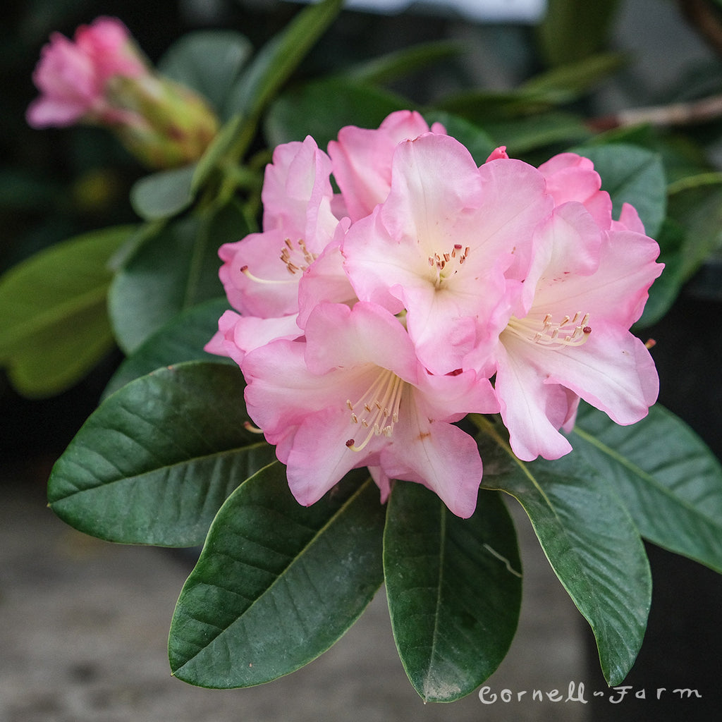 Rhododendron Bruce Brechtbil 18-21in Pink – Cornell Farm