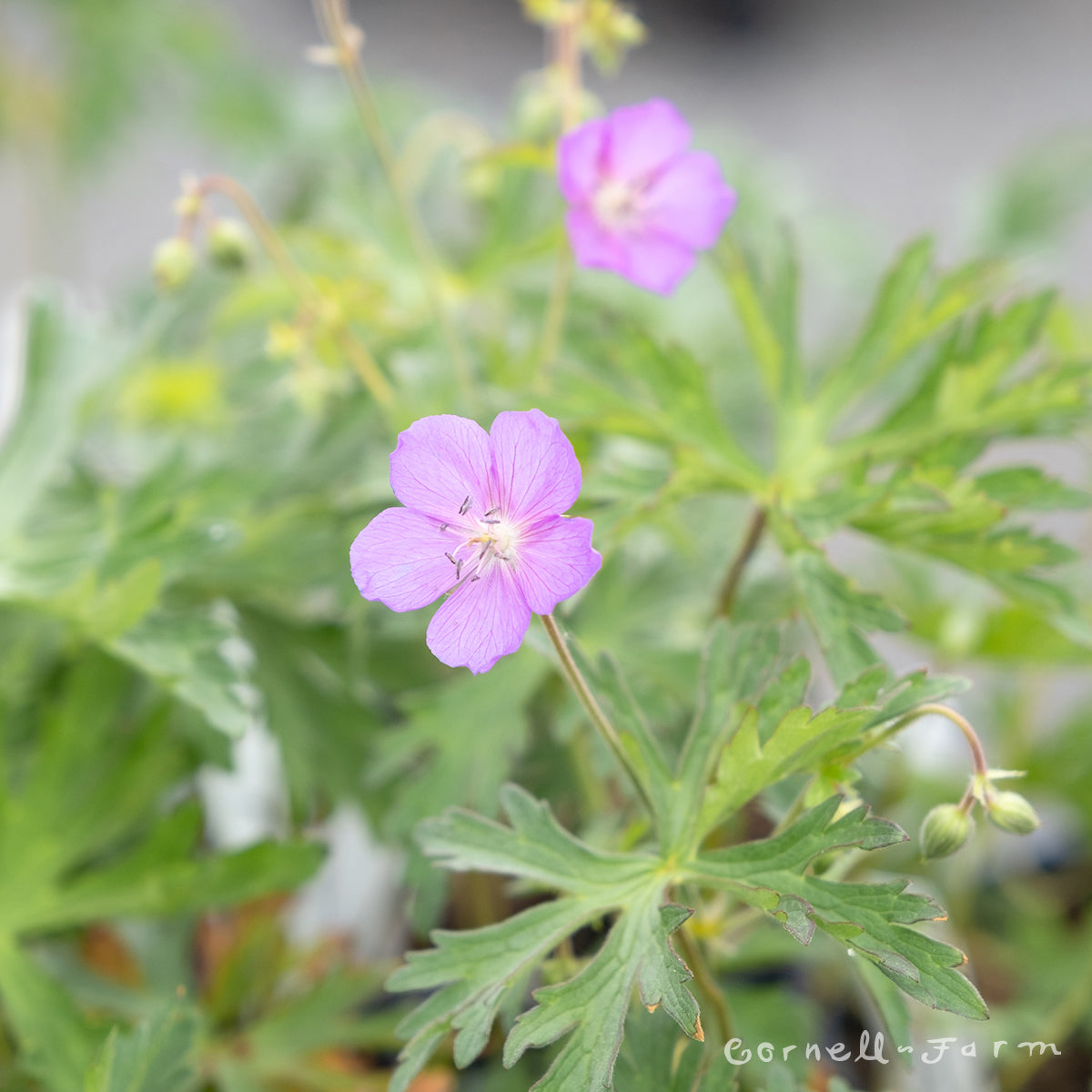 Geranium oreganum 1gal Oregon Cranesbill