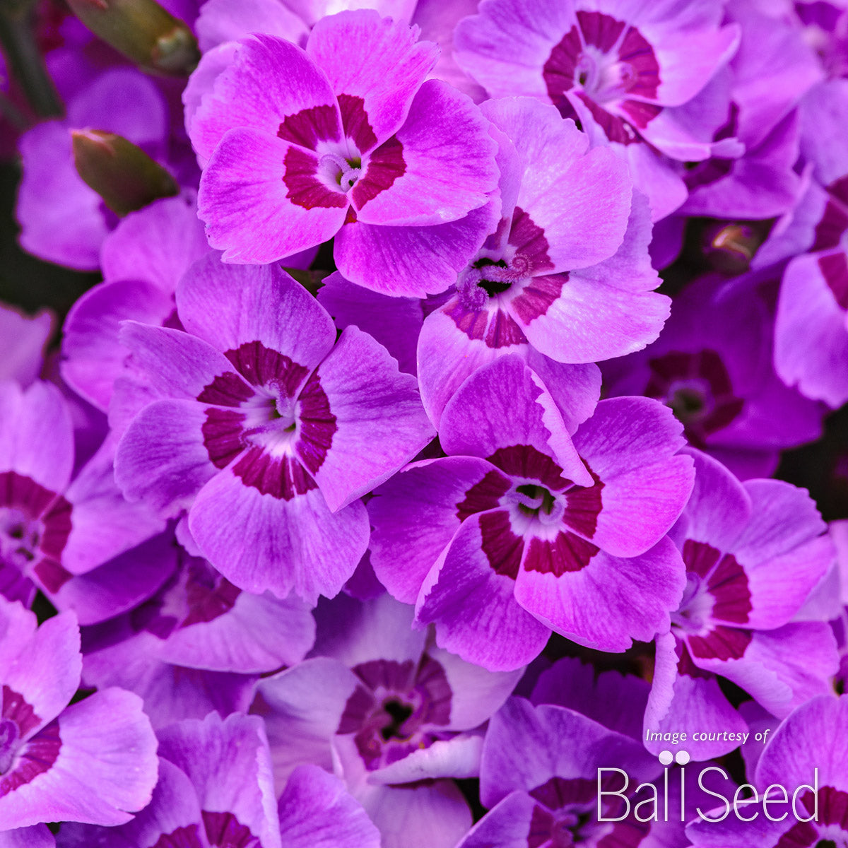 Dianthus Violet Blue Everlast Qrt CF