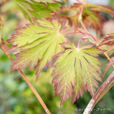 yhurzvsjk9aswvt0shyo_400x.jpg?