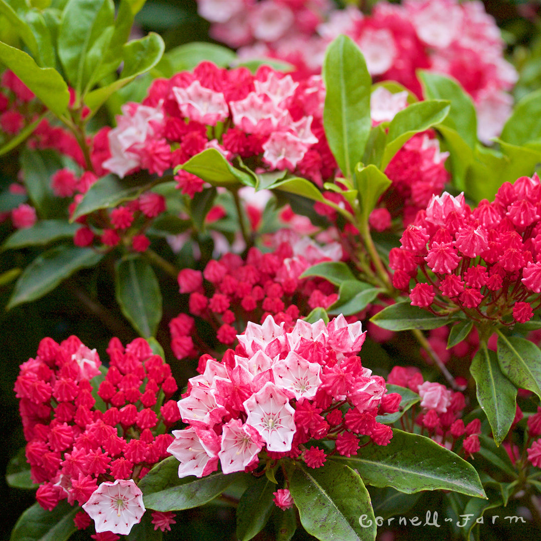 【ファグラーkwii】195/65R15 ③ Kalmia latifolia Olympic Fire 2gal Mountain Laurel – Cornell Farm