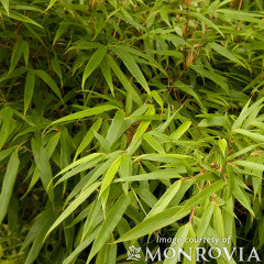 Fargesia rufa 10gal Red Clumping Bamboo