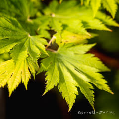 Acer j. Aconitifolium 7gal 30-36"  Full Moon Japanese Maple