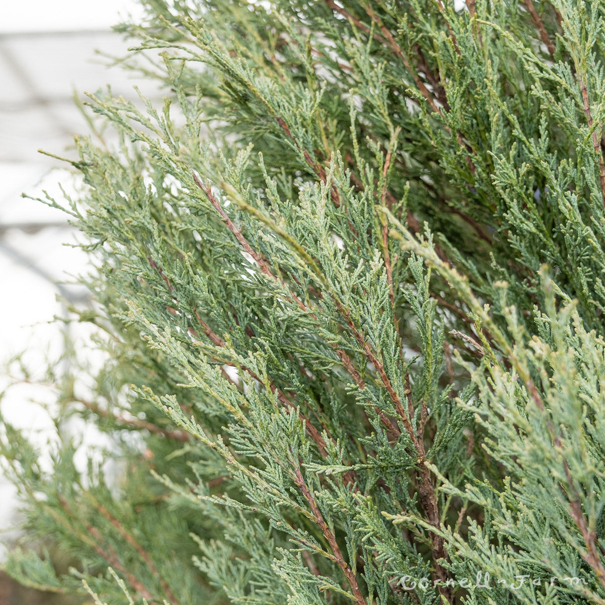 Juniperus Skyrocket 15gal