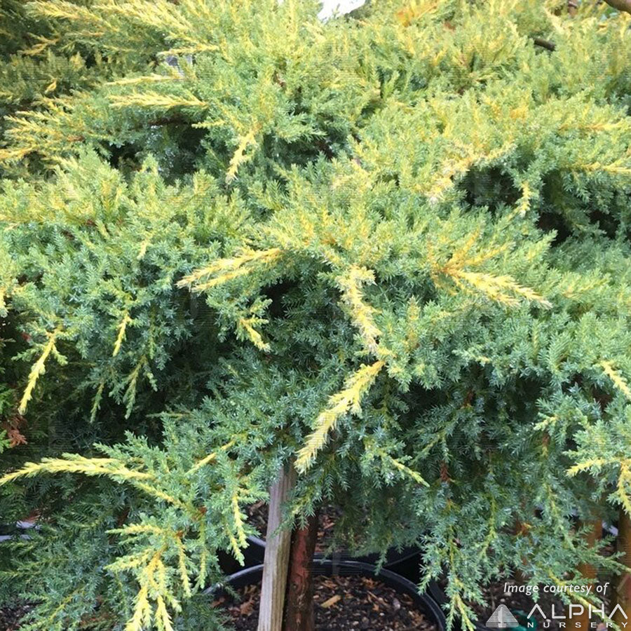 Juniperus Daub's Frosted 5gal STD