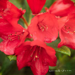 Rhododendron Crimson Pippin 2gal Red