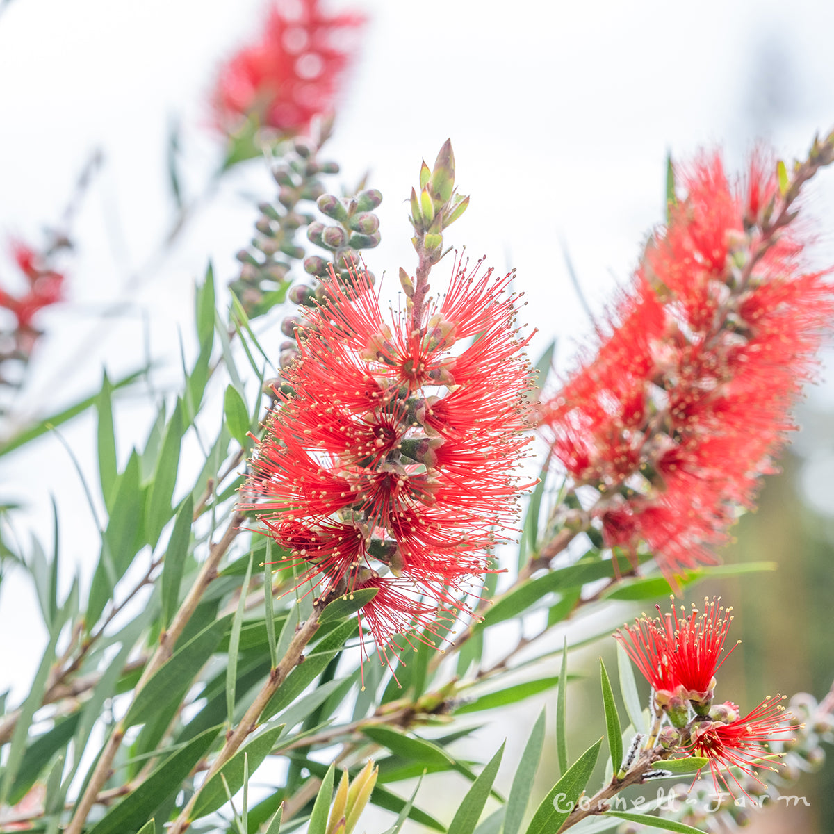 Callistemon vim Slim 5gal Bottlebrush