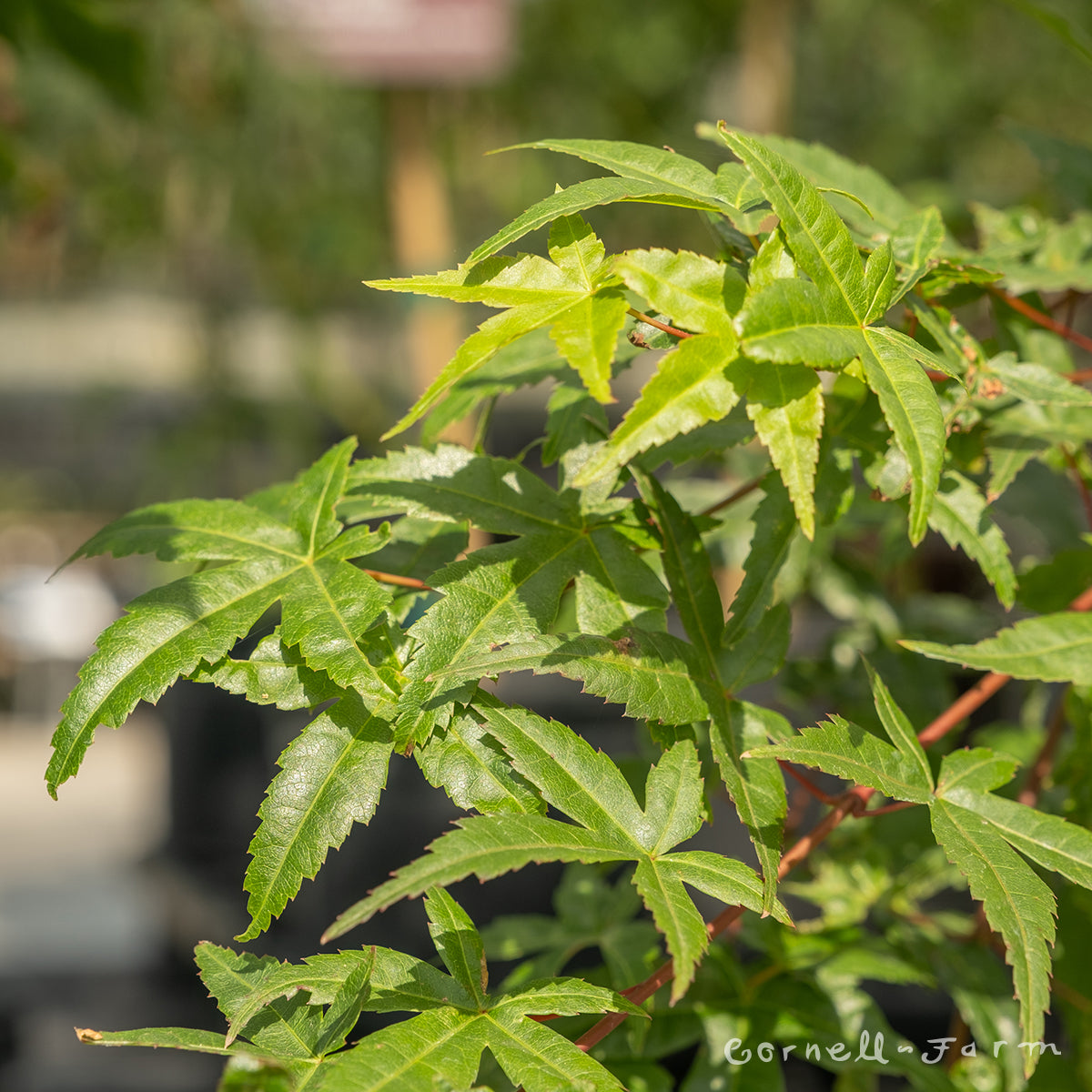 Acer p. Beni Maiko 1gal Japanese Maple