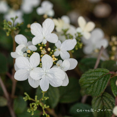Viburnum p. t. Summer Snowflake 7gal