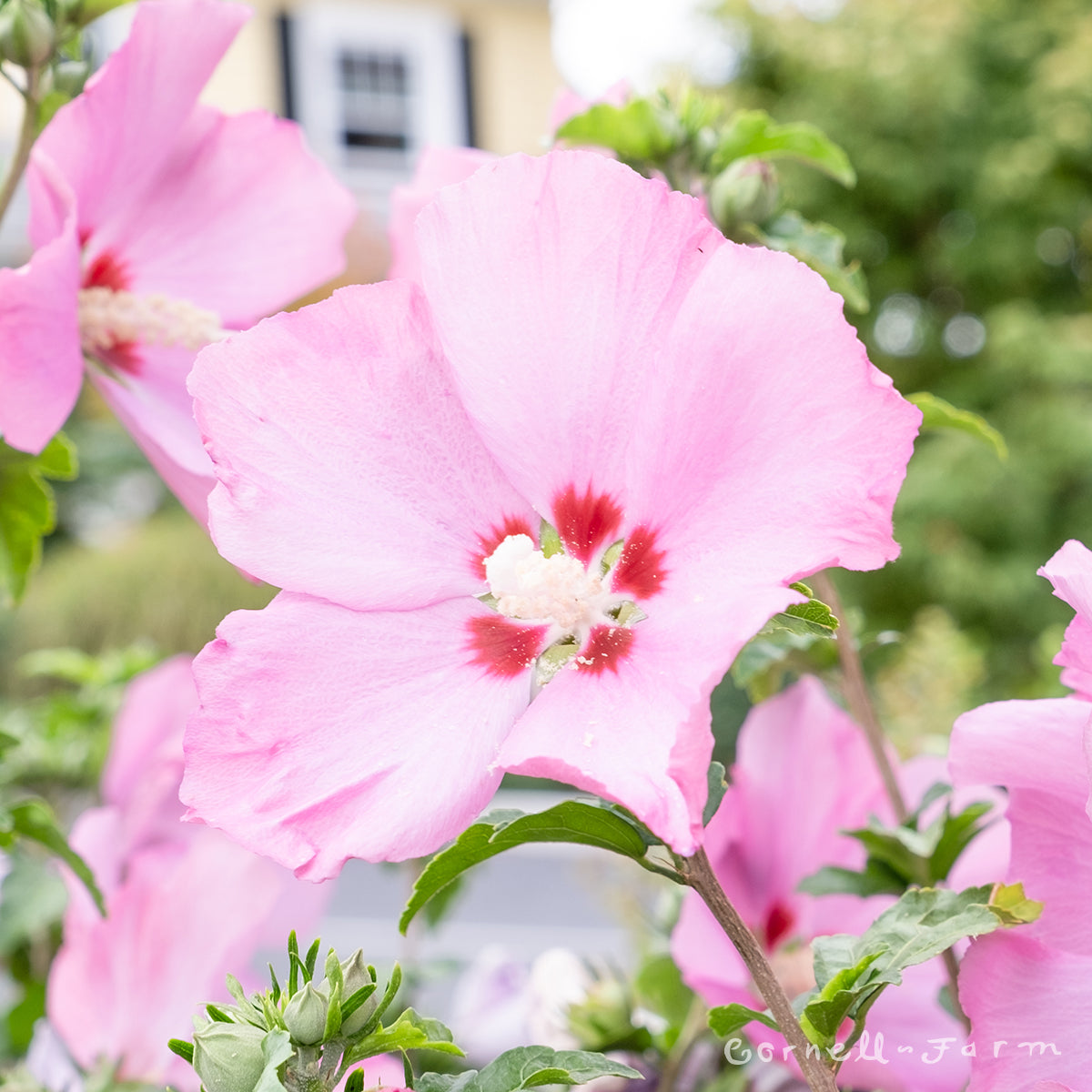 Hibiscus s. Aphrodite 5gal Hardy Rose of Sharon