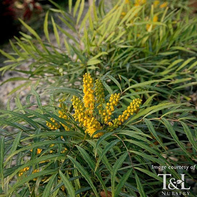 Mahonia eurybracteata Soft Caress 1gal