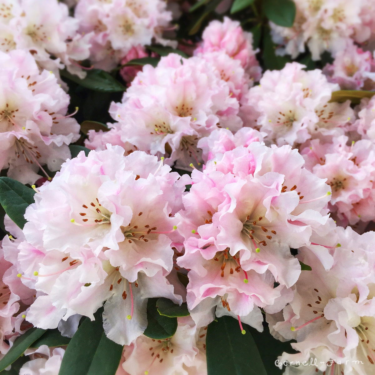 Rhododendron Christmas Cheer 5gal