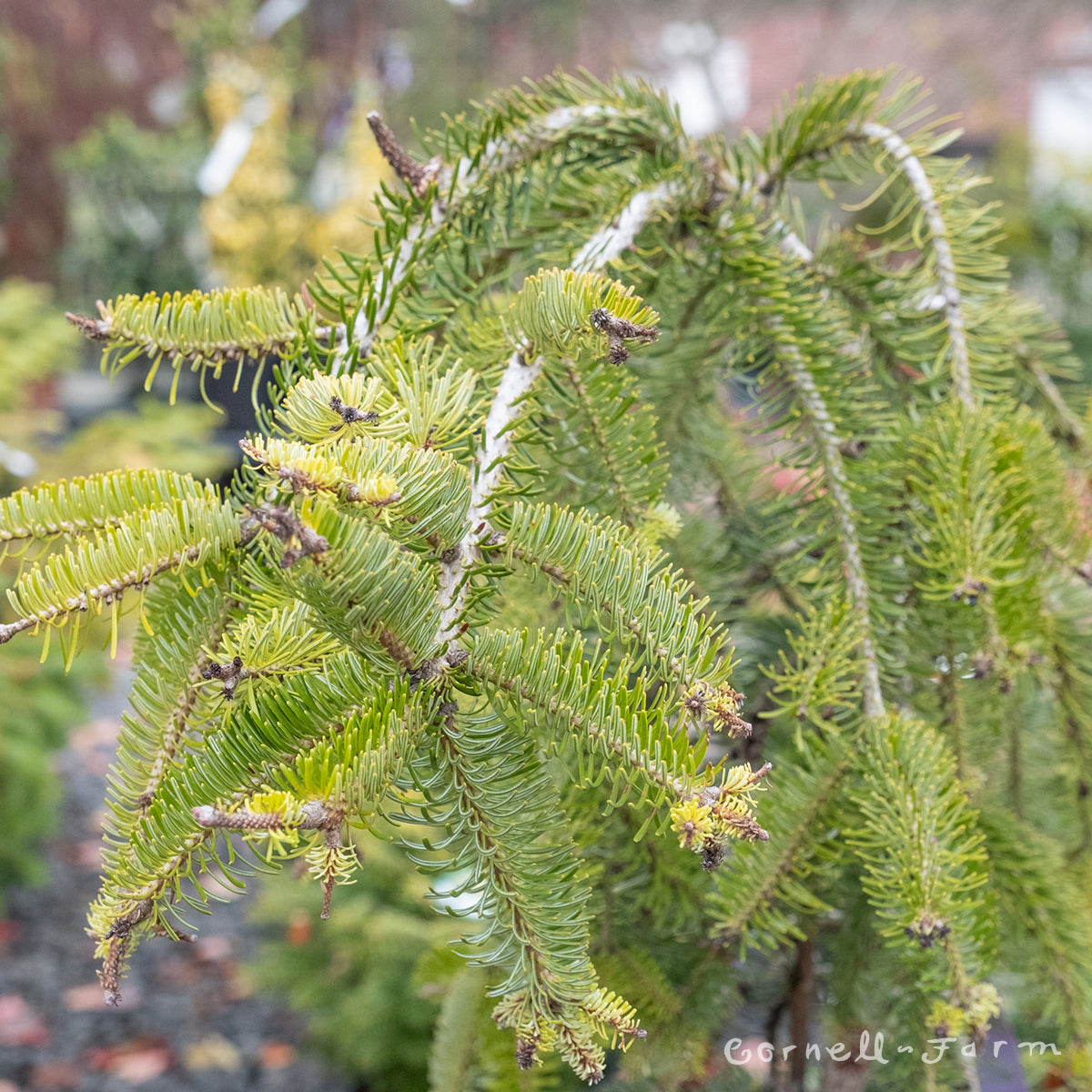 Abies nordmanniana Barabits Compact 10gal Nordman Fir