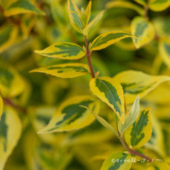 Abelia g. Kaleidoscope 5gal