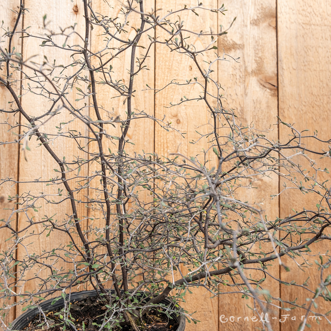 corokia plant Corokia cotoneaster Little Prince 2gal