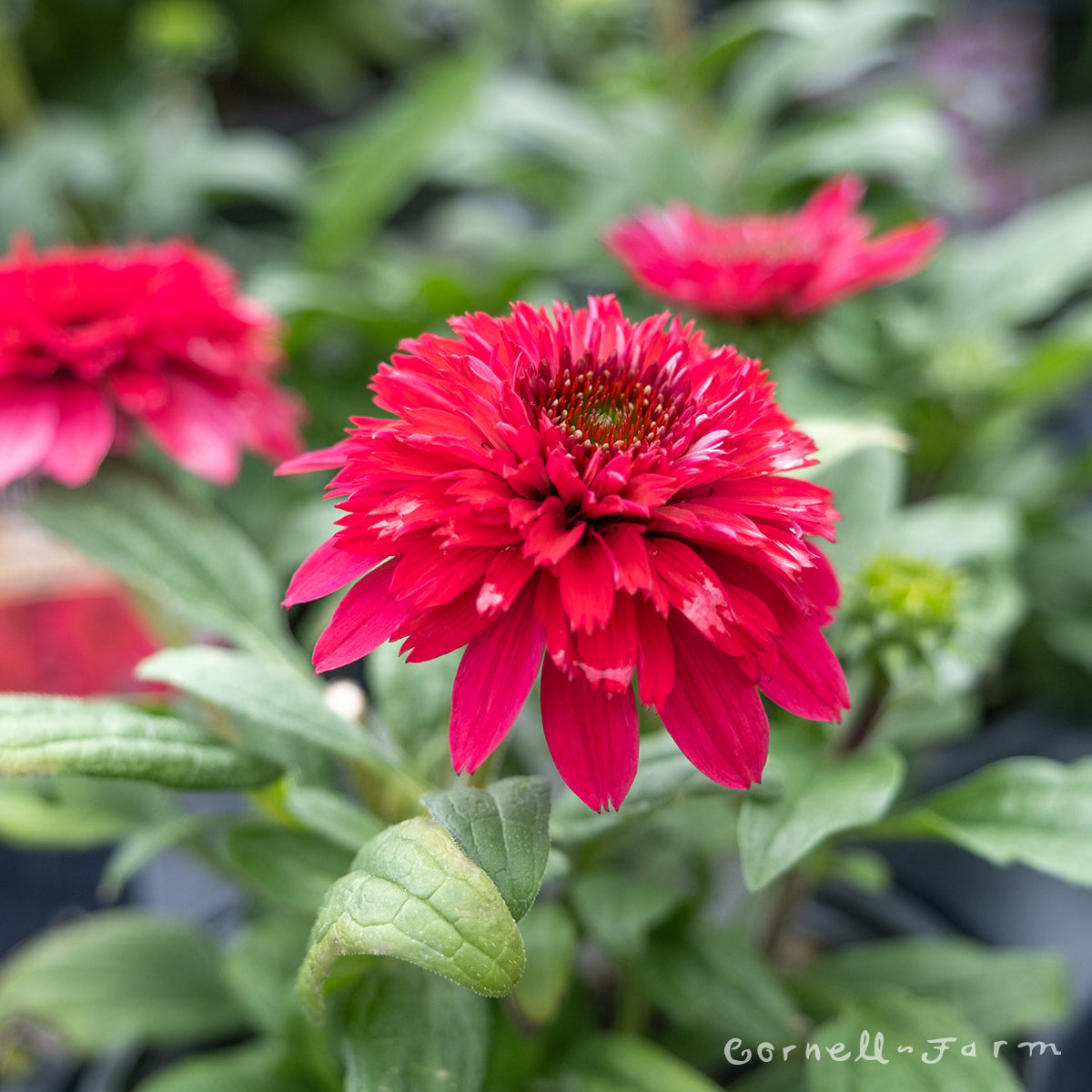 Echinacea Sunny Days Ruby Qrt. CF