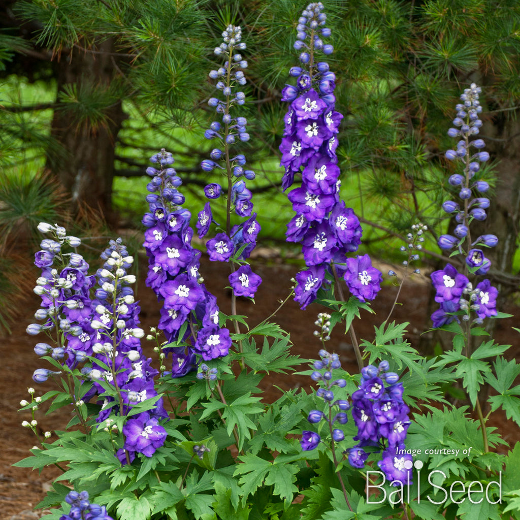Delphinium NM Purple Passion 1gal New Millennium CF – Cornell Farm