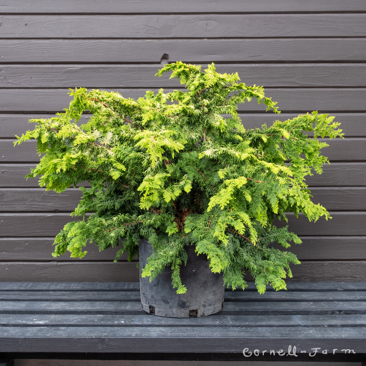 Chamaecyparis o. Fernspray Gold 2gal Hinoki Cypress