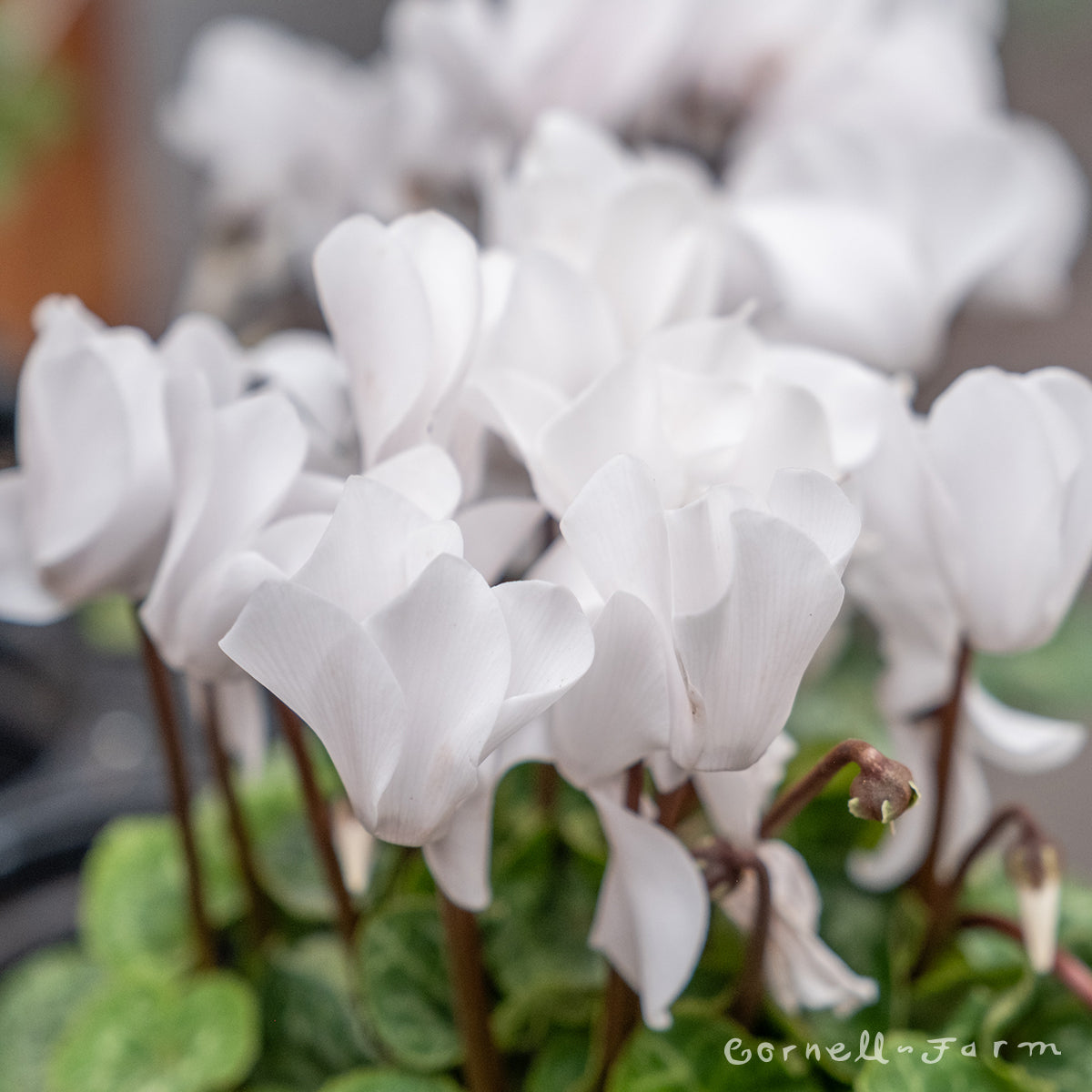 Cyclamen Elegante  White 4in