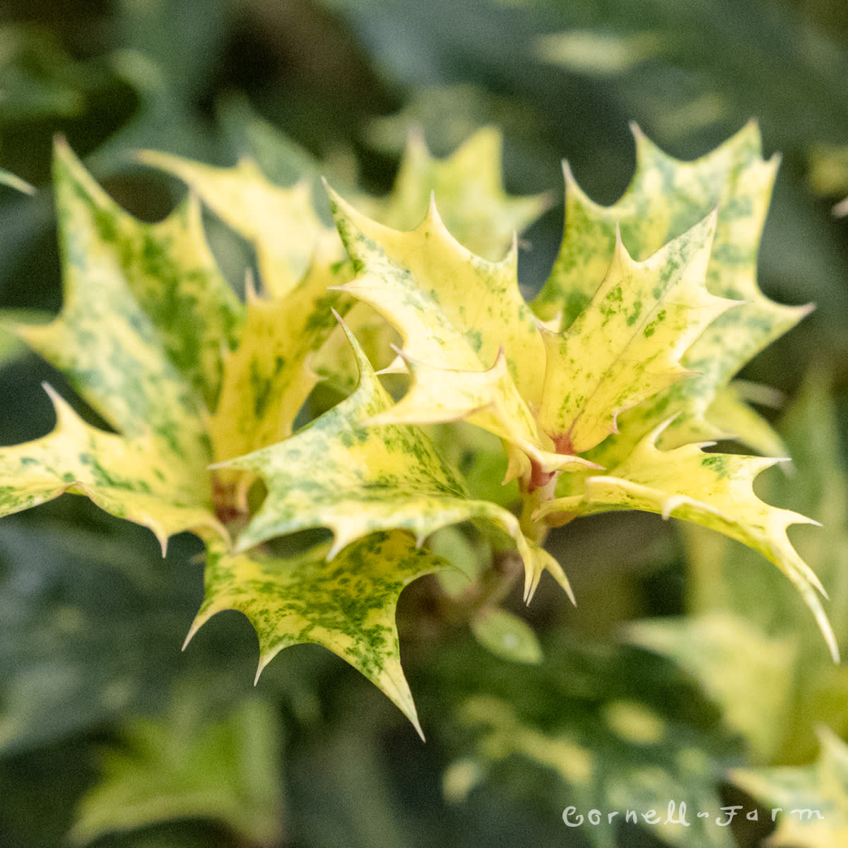 Osmanthus het. Goshiki 2gal