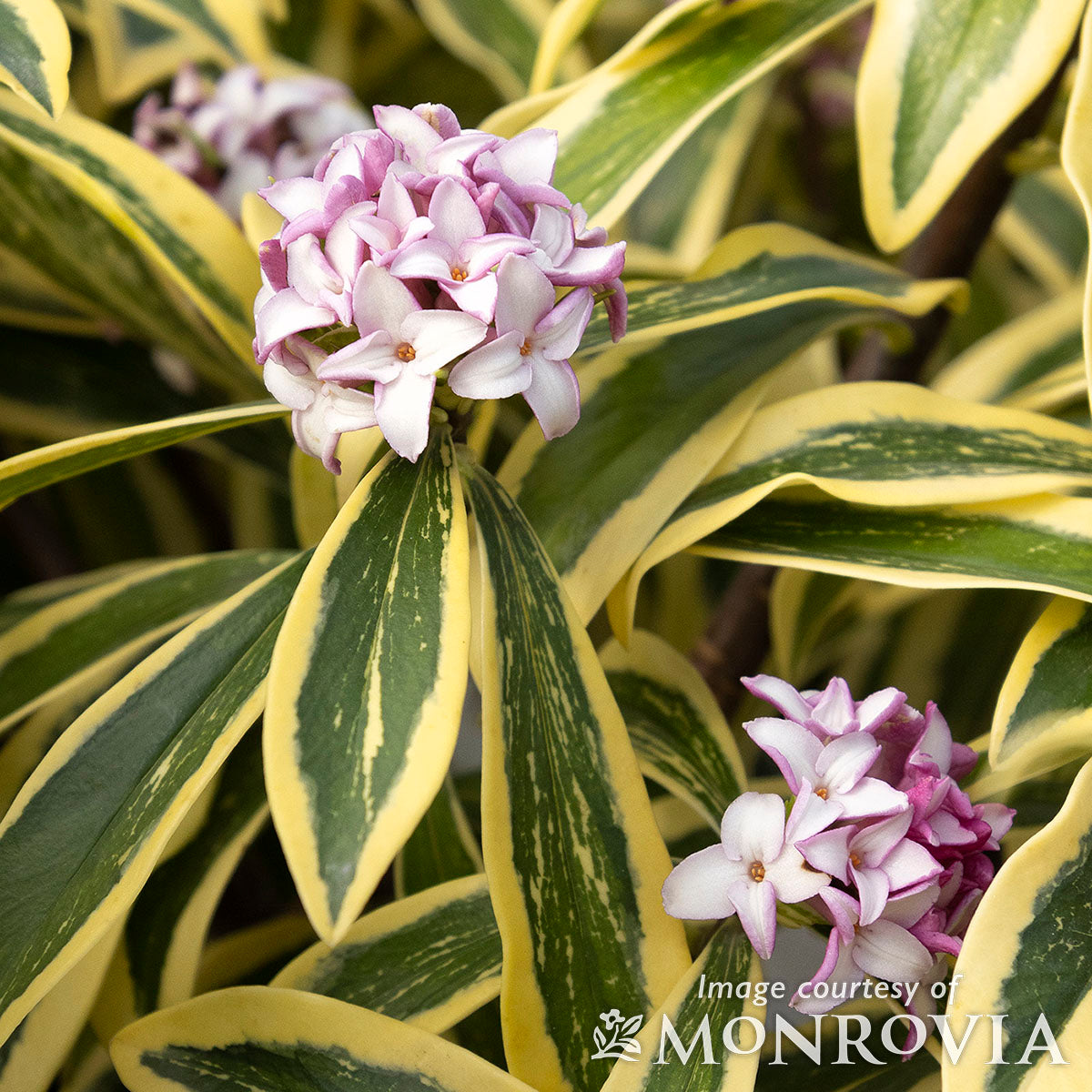 Daphne odora Banana Split 2gal Winter Daphne