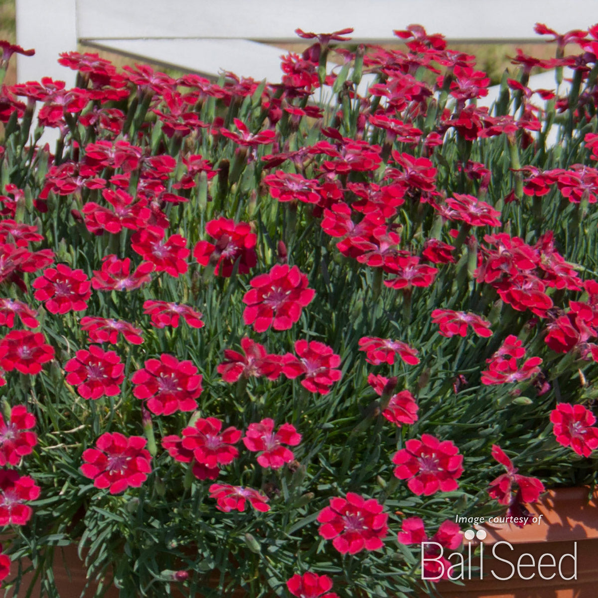 Dianthus Pashmina Berry Red Qrt CF