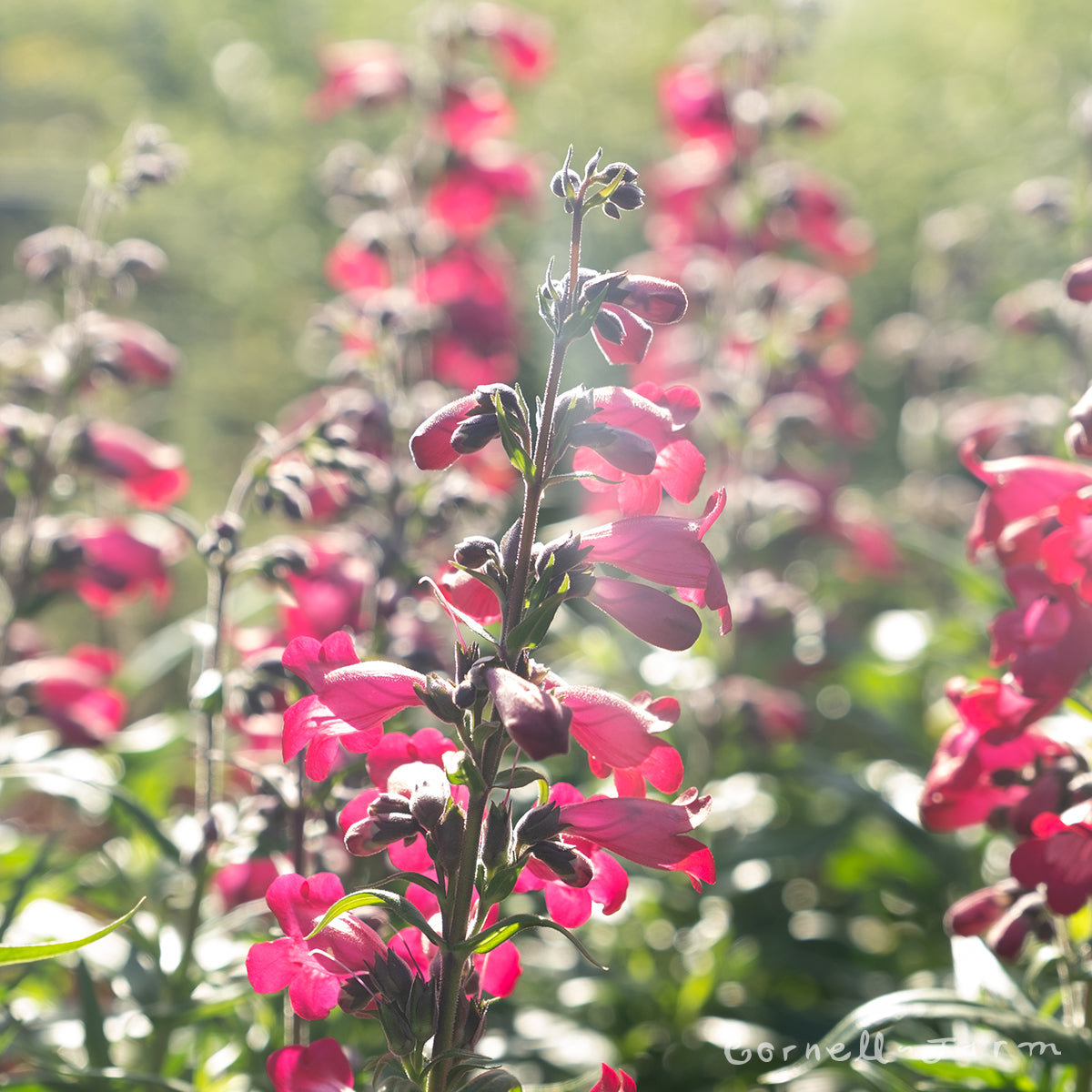 Penstemon Parade of Parrots 1gal CF