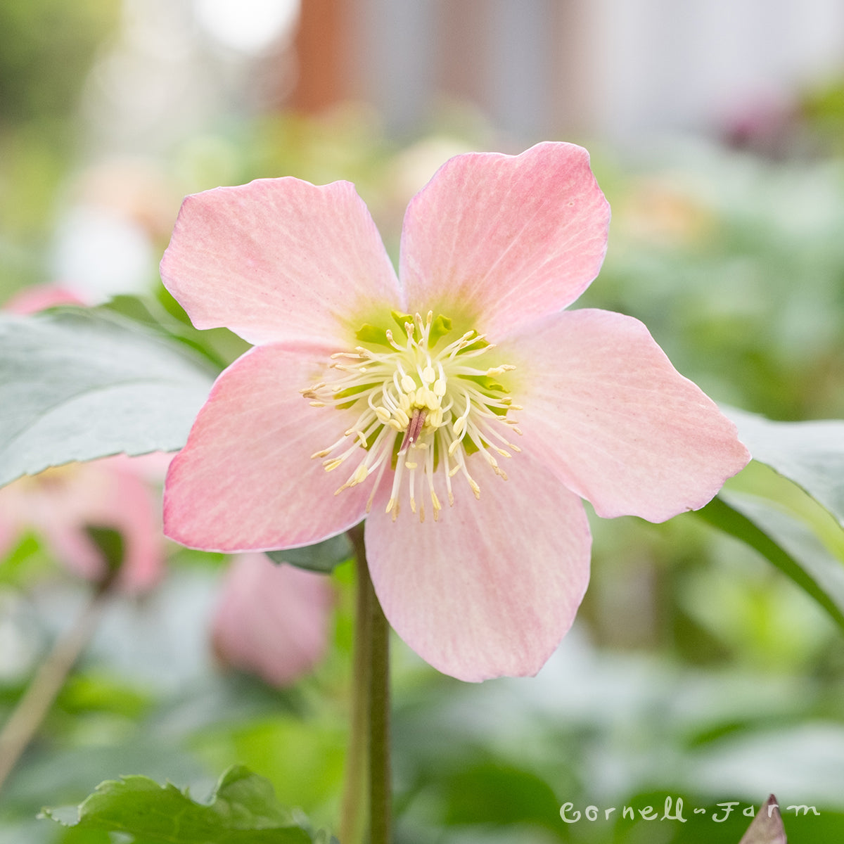 Helleborus Walberton's Rosemary Qrt.