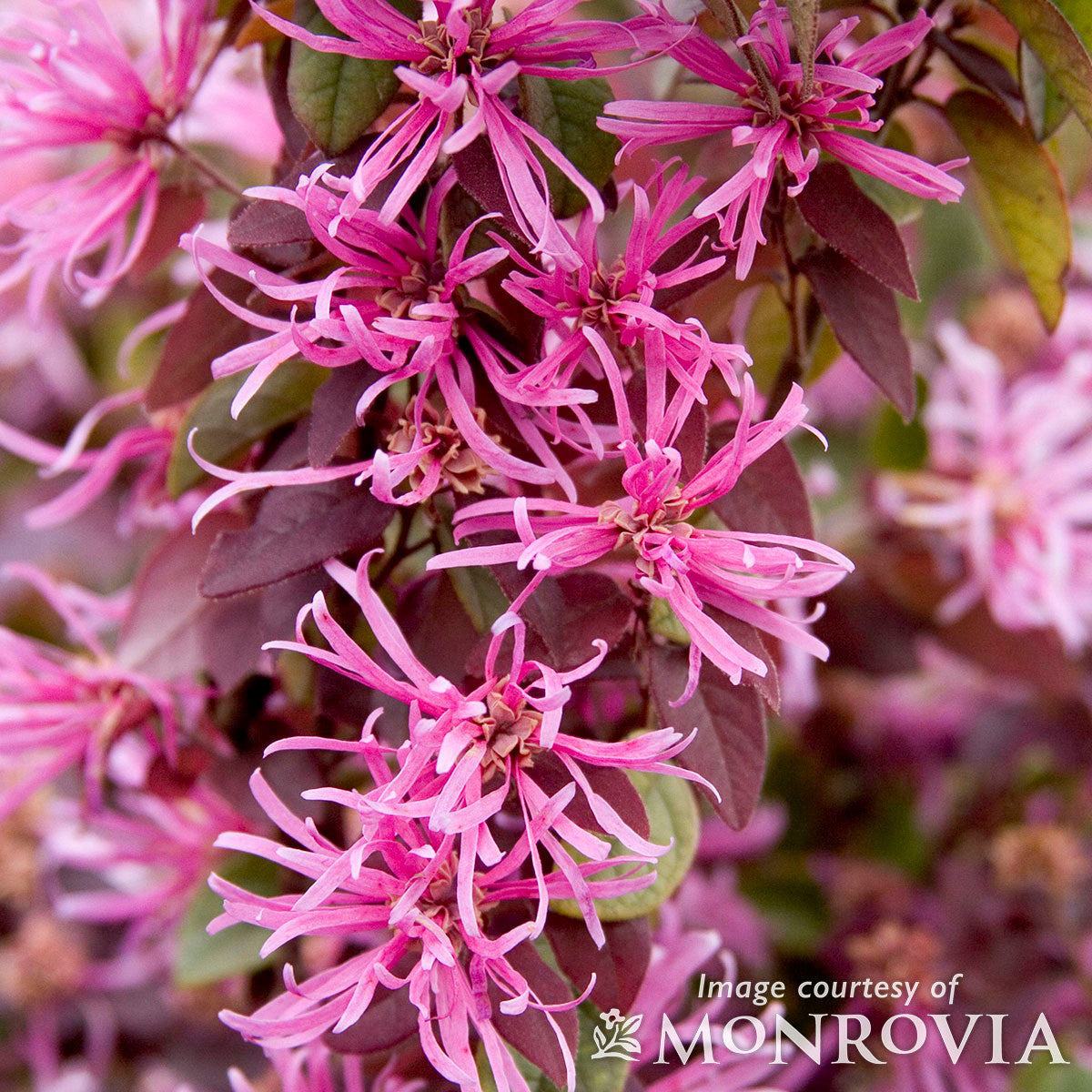 Loropetalum c. Sizzling Pink 5gal STK