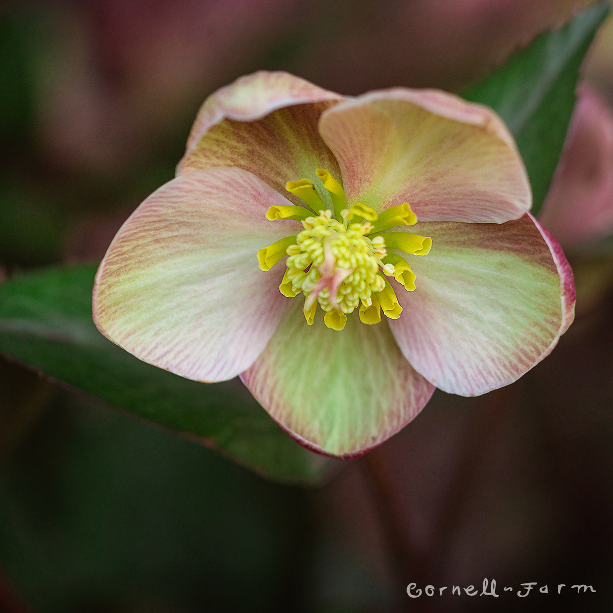 Helleborus Pink Frost HGC 1gal