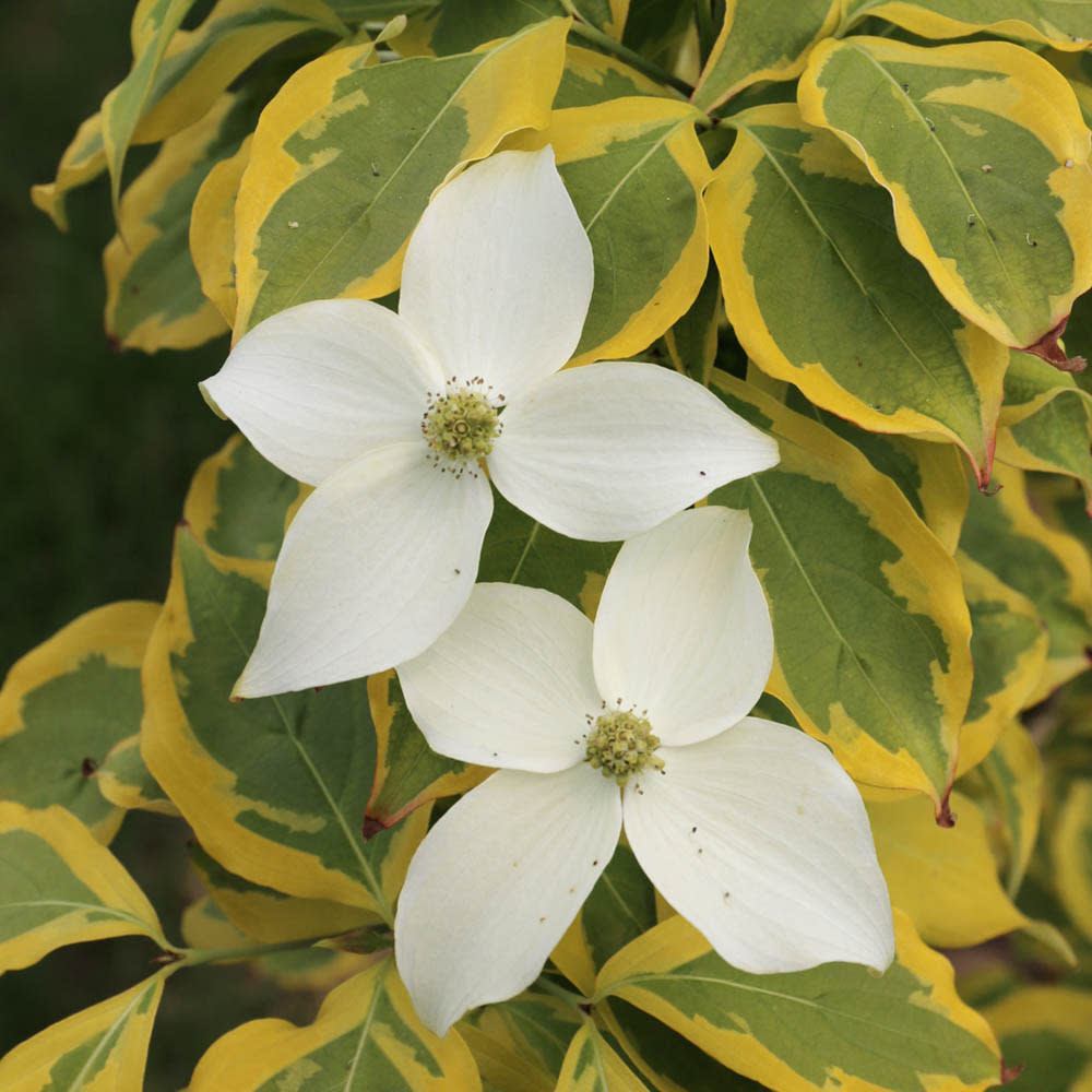 Cornus kousa Summer Gold 15gal 1.25in Dogwood