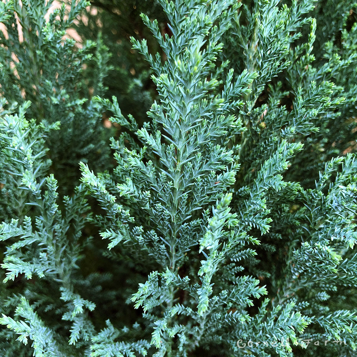 Chamaecyparis l. Snow White 1gal Lawson Cypress