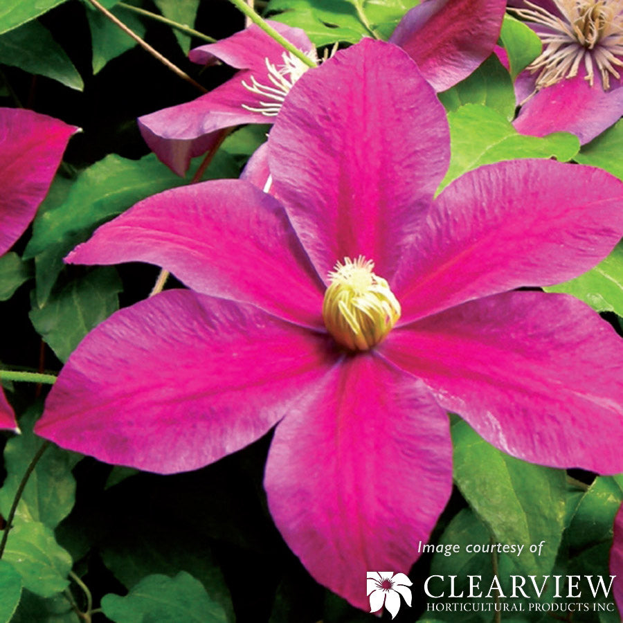 Clematis Sunset 1gal