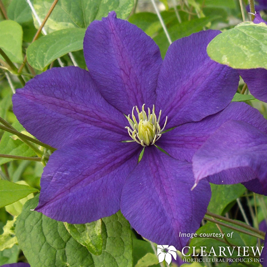 Clematis Serenata 1gal