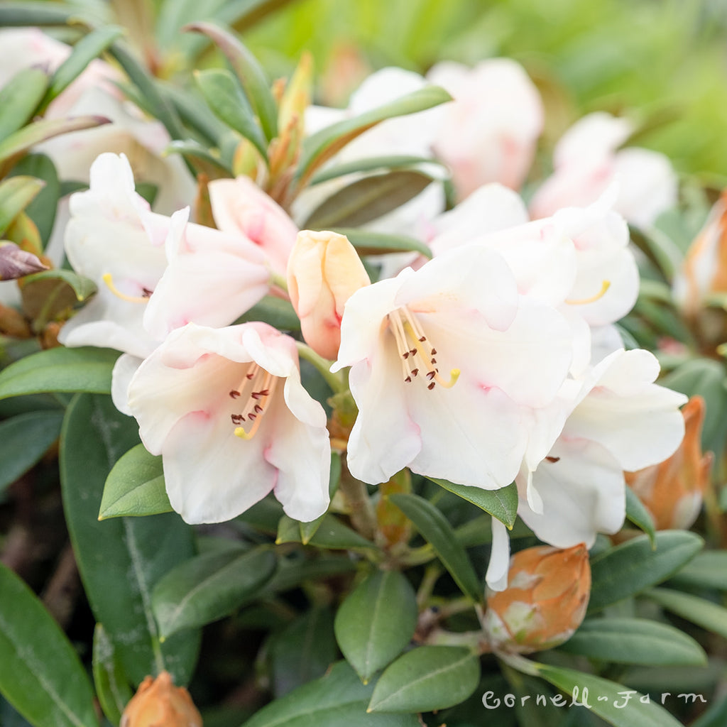 Rhododendron Crete 6gal White – Cornell Farm