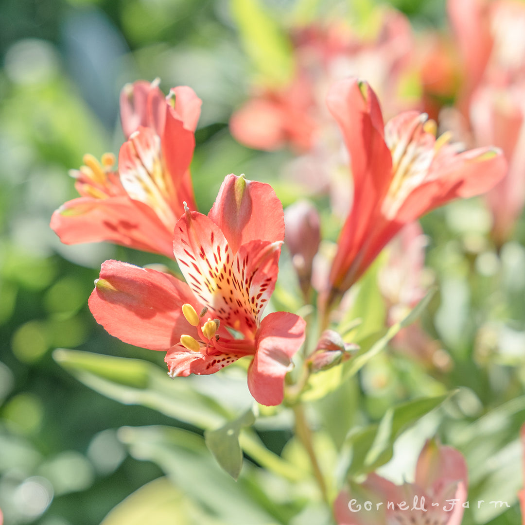 astro lily flower Alstroemeria Majestic Louis 1gal CF